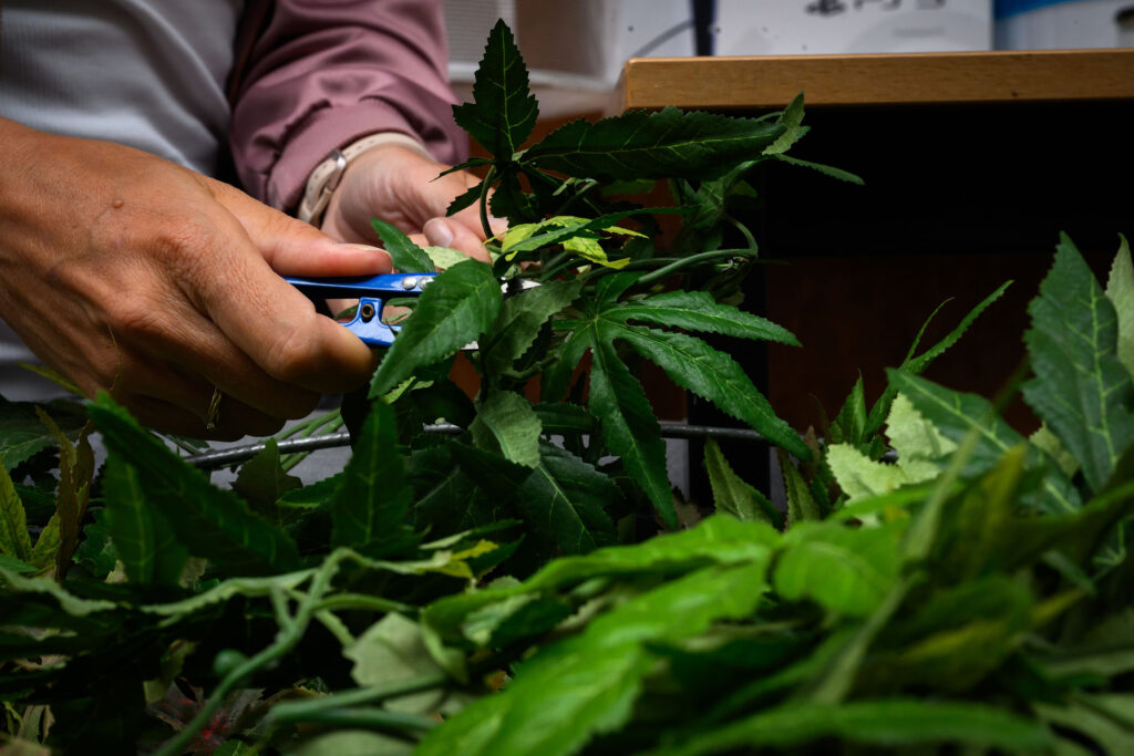 Wietplant die wordt geknipt